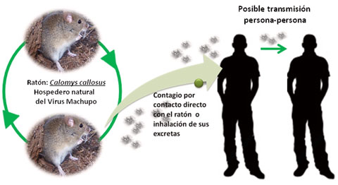 Fiebre hemorrágica boliviana «Arenavirus»