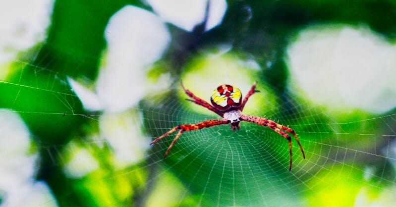 21 maneras fáciles de mantener a las arañas lejos de casa permanentemente