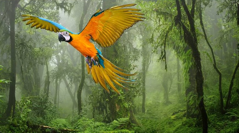 Animales que viven en la selva amazónica: una guía para principiantes de 21 especies