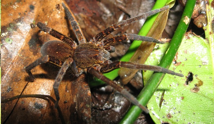 10 Increíbles y Espeluznantes Insectos Encontrados en la Selva Amazónica